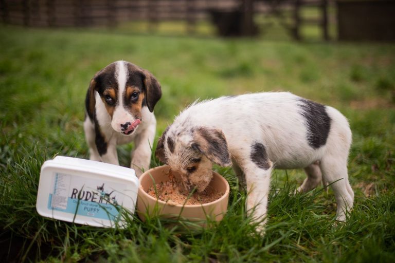 Two puppies eating bowl of Rude Dog Food raw puppy meal