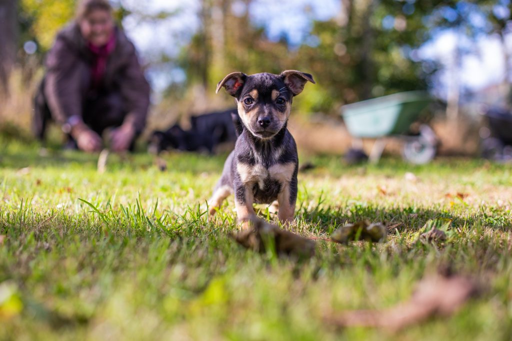 puppy running through grass
