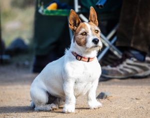 A Jack Russell dog sitting down