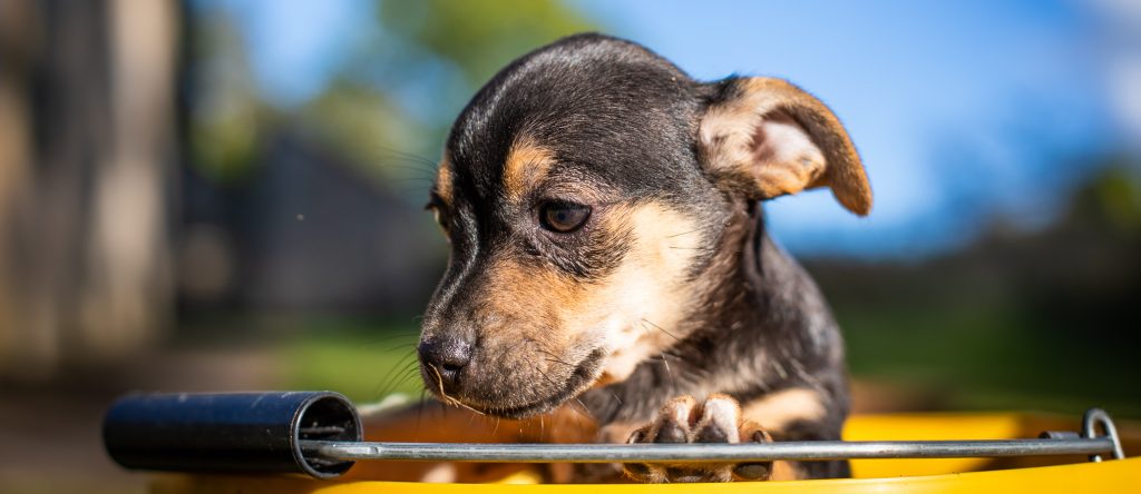 Black and tan puppy sat in a yellow bucket