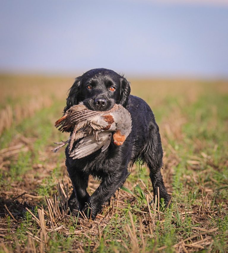 black spaniel with bird in mouth