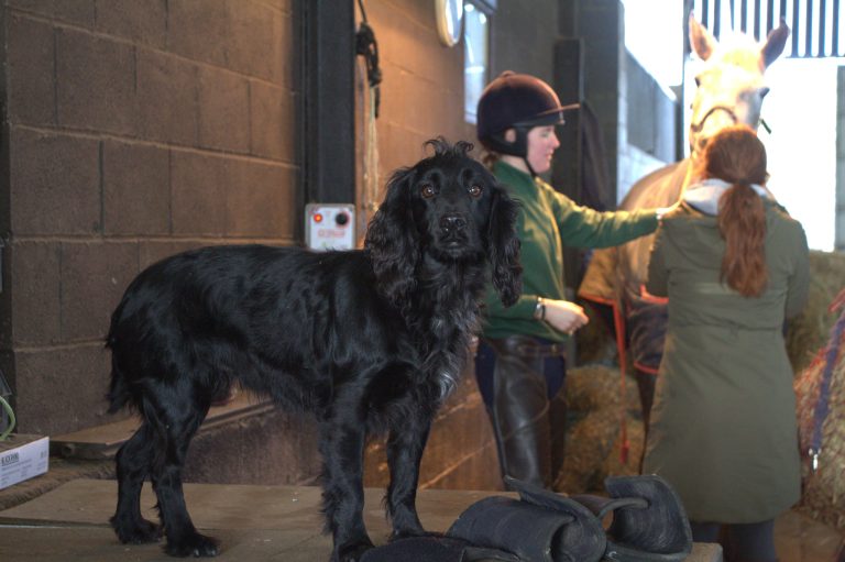 Black spaniel standing in barn. Two people in horse riding gear, in back-drop