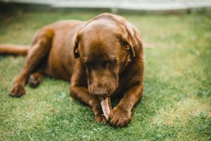 puppy laying on grass, chewing on a bone