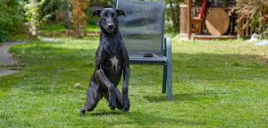 A black, shiny, lean dog sat on grass