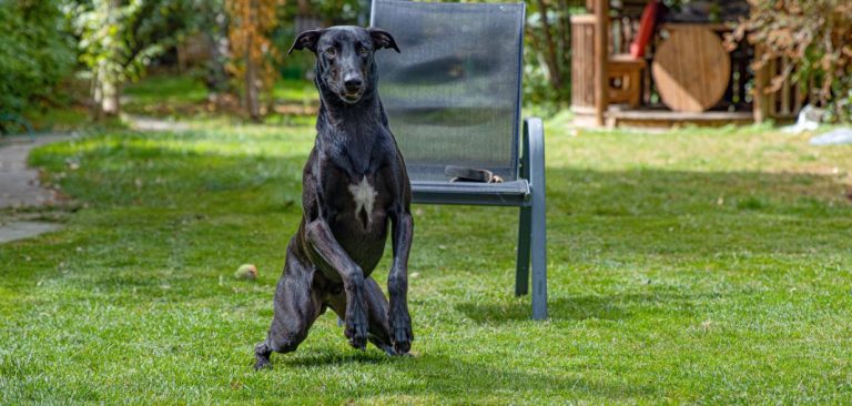 A black, shiny, lean dog sat on grass
