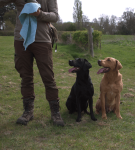 black, and fox red Labradors sat in field