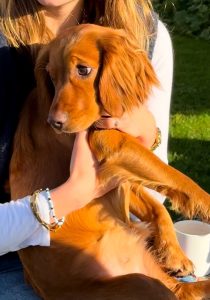 Girl, smiling and holding golden cocker spaniel