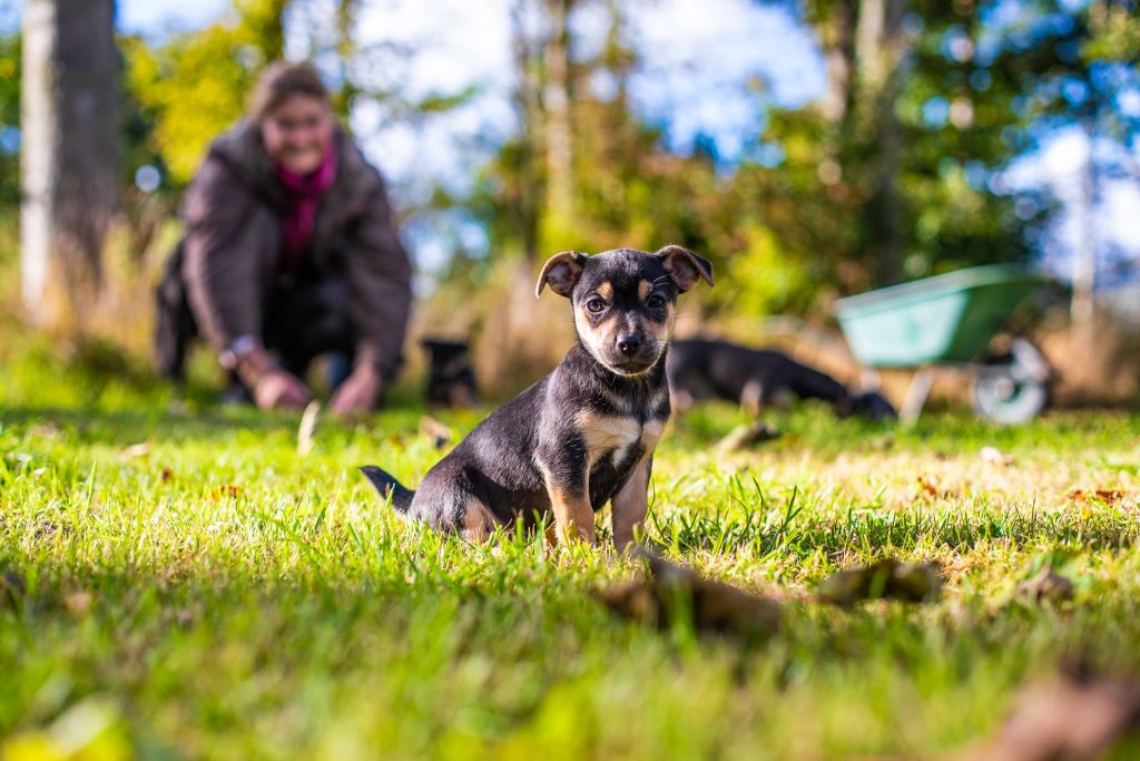 A black and brown puppy sat on grass