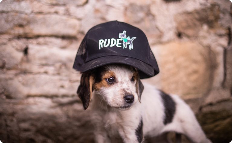 Puppy with a branded Rude Dog Food cap on