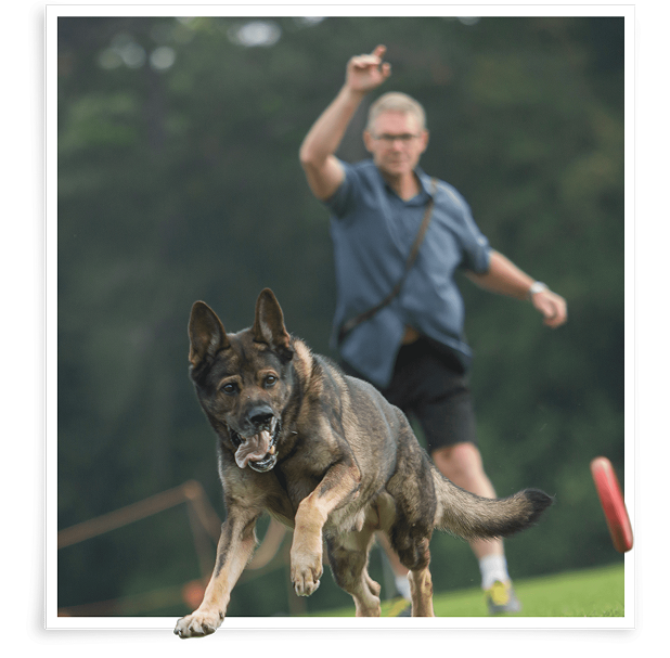German Shepherd dog running