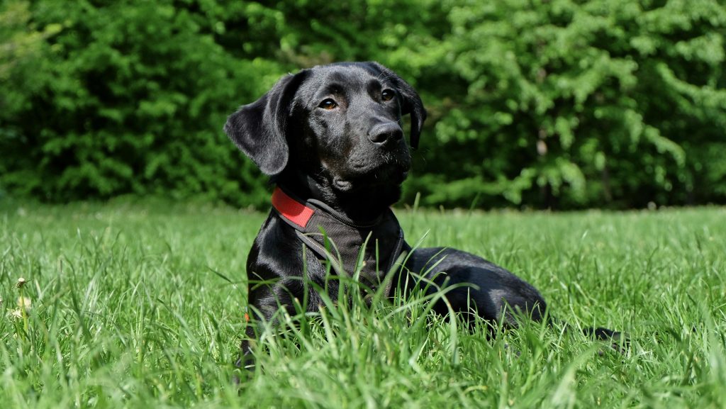 Black Labrador