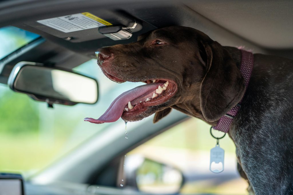 Dog sat in passenger seat of a car