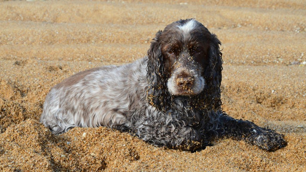 A spaniel dog lying on the beach, covered in sand