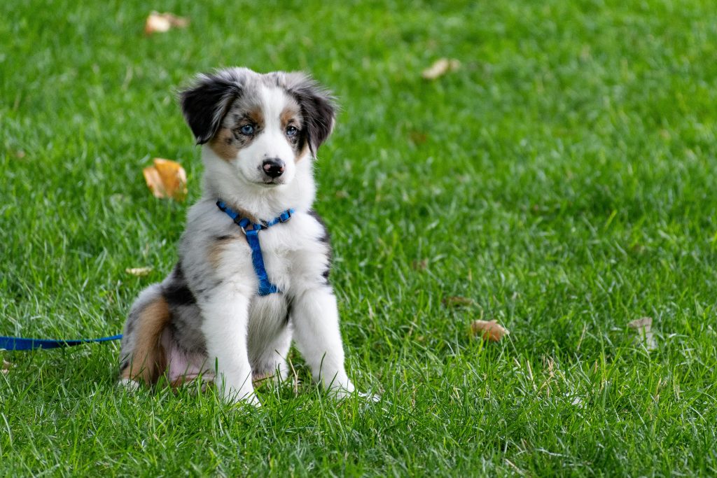 Australian Shepard puppy sat on grass.