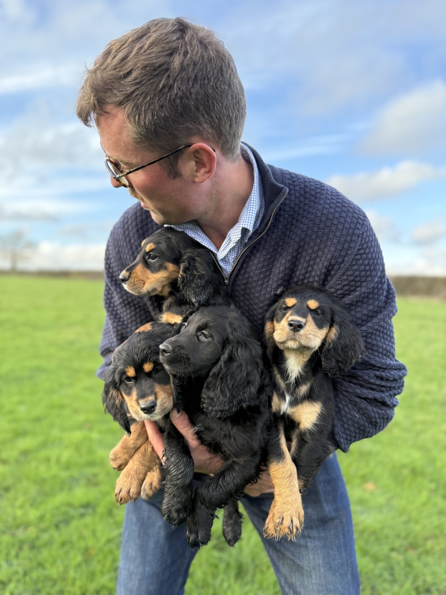 Litter of puppies