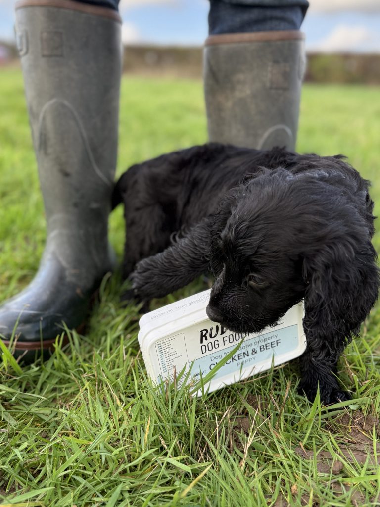 Spaniel puppy with the tub of Rude Dog Foods Puppy Raw dog food