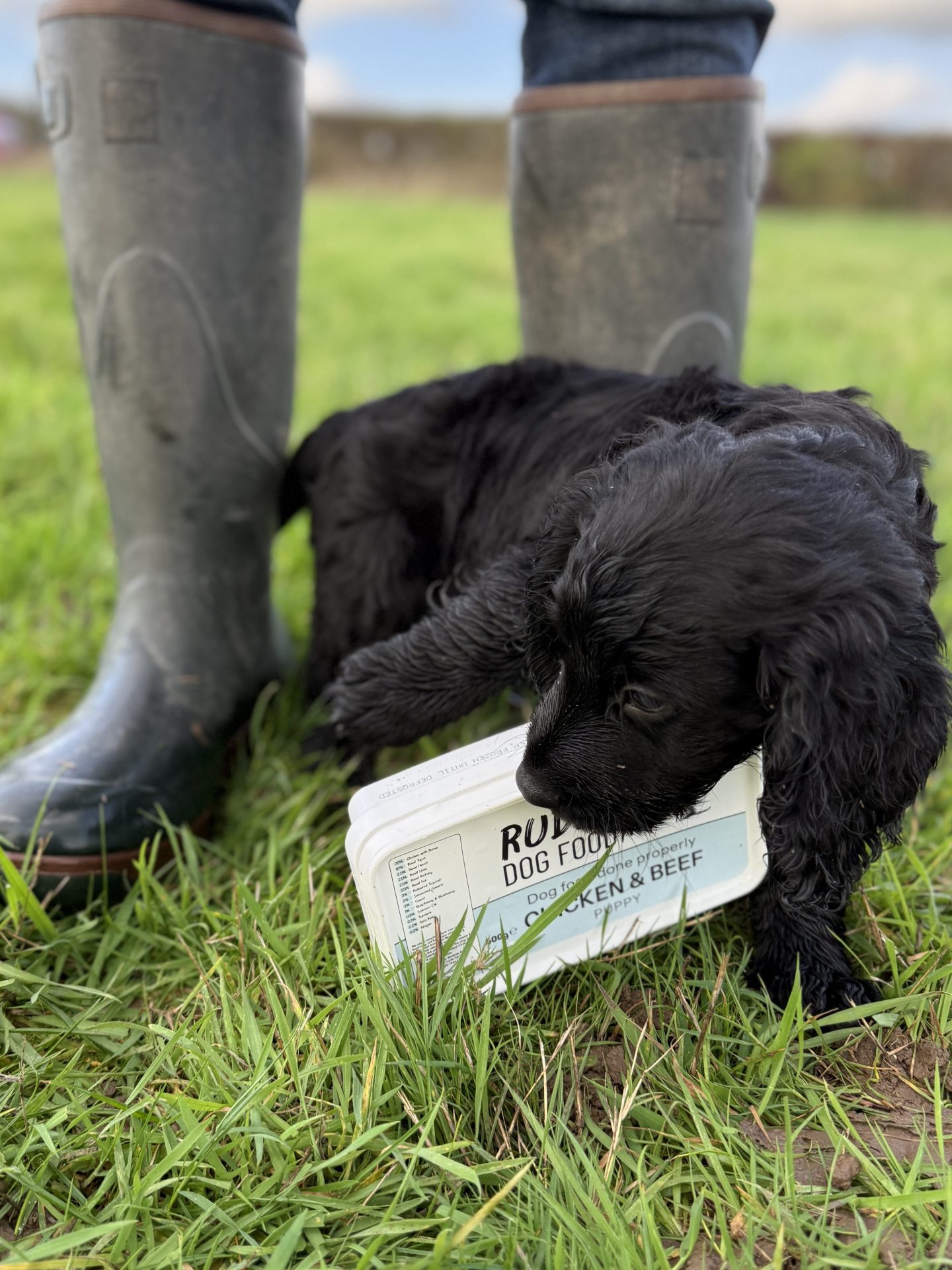 Spaniel puppy with the tub of Rude Dog Food puppy recipe