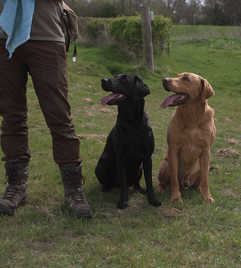 black, and fox red Labradors sat in field