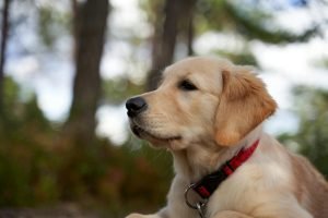 Yellow lab puppy looking off to the side