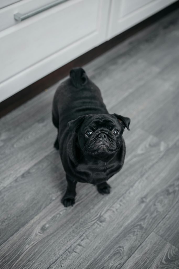 Black pug stood in kitchen, looking up