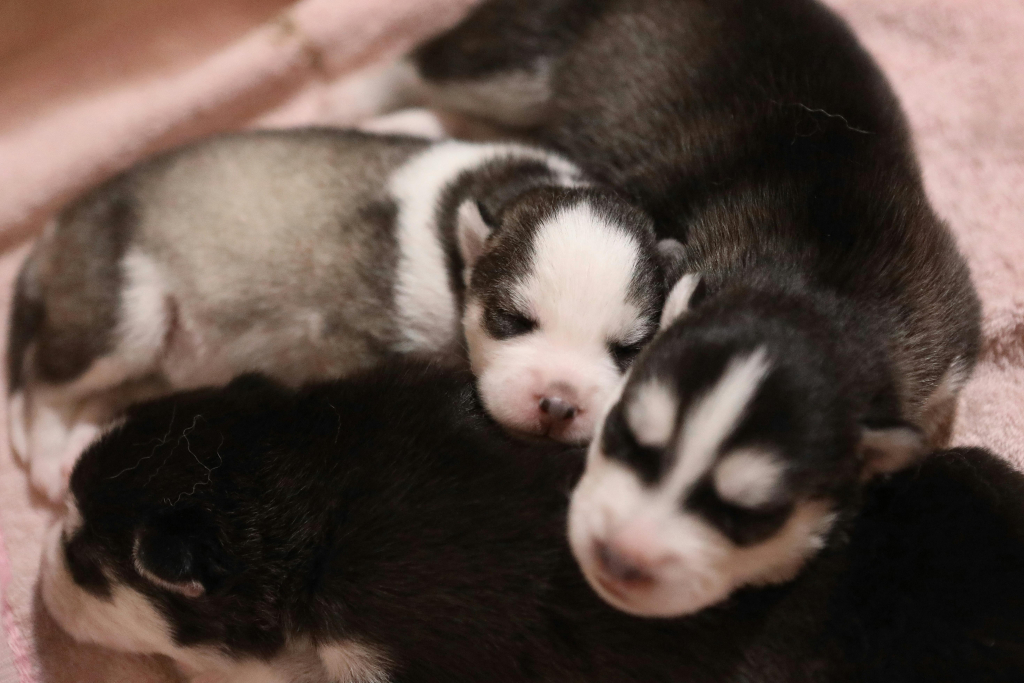 Three tiny puppies asleep