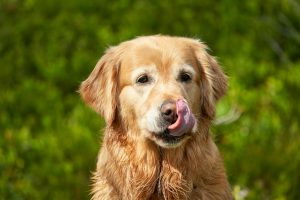 Golden retriever licking lips